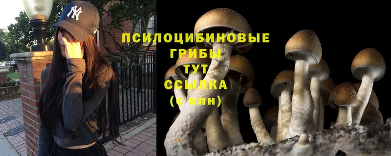 Галлюциногенные грибы Psilocybe  hydra как войти  Зверево 